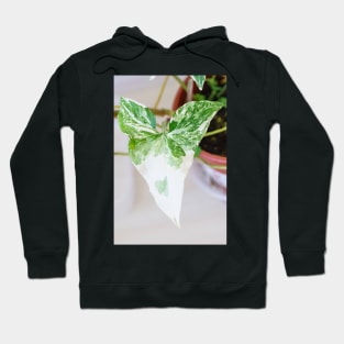 Unique and organic photo of a Syngonium Albo Hoodie